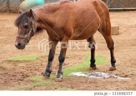 ホノルル動物園の馬 ホノルル動物園の馬 131698357