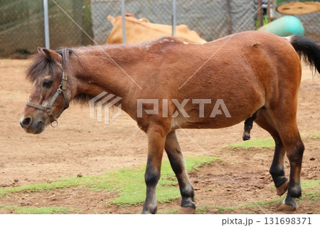 ホノルル動物園の馬 131698371