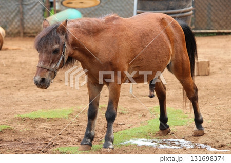 ホノルル動物園の馬 131698374