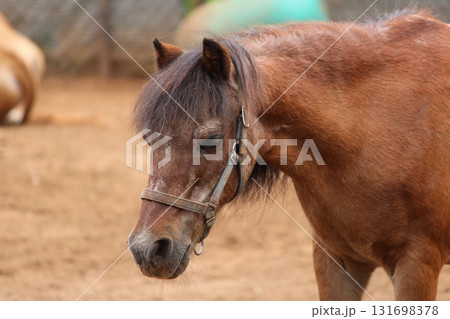 ホノルル動物園の馬 ホノルル動物園の馬 131698378