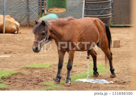 ホノルル動物園の馬 131698380