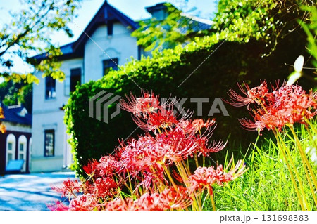 伊藤博文公記念公園の入り口に咲いた彼岸花 131698383