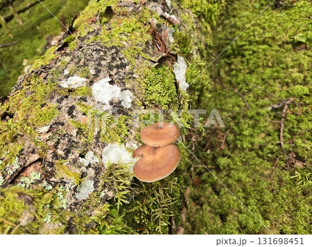 Honey Mushrooms on Mossy Tree 苔むす倒木とナラタケ 131698451