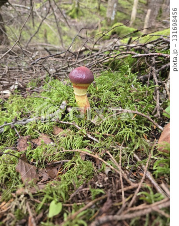 Bright Hanai-guchi in Mossy Forest 苔の森に映えるハナイグチ Bright Hanai-guchi in Mossy Forest 苔の森に映えるハナイグチ 131698456