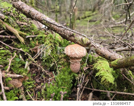 Kinoboriiguchi under Fallen Branch 枝の下に生えたキノボリイグチ Kinoboriiguchi under Fallen Branch 枝の下に生えたキノボリイグチ 131698457