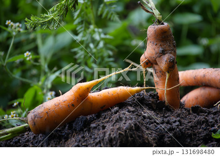 An interesting perspective of freshly harvested carrots in the dark, rich earth. 131698480