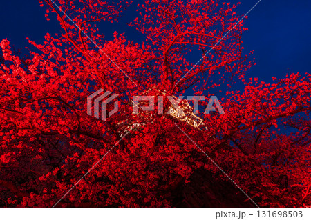 《福岡県》舞鶴公園・満開の桜ライトアップ 《福岡県》舞鶴公園・満開の桜ライトアップ 131698503