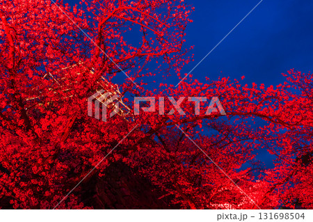 《福岡県》舞鶴公園・満開の桜ライトアップ 《福岡県》舞鶴公園・満開の桜ライトアップ 131698504