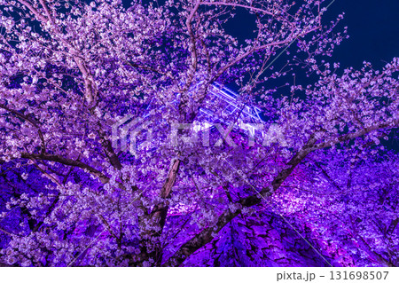 《福岡県》舞鶴公園・満開の桜ライトアップ 《福岡県》舞鶴公園・満開の桜ライトアップ 131698507