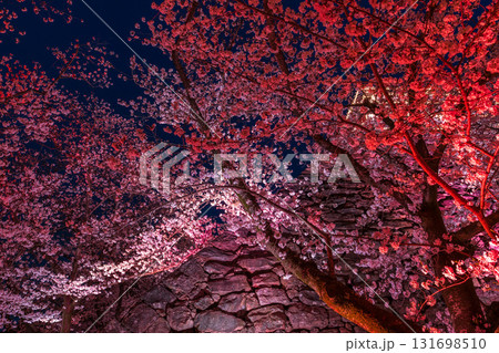 《福岡県》舞鶴公園・満開の桜ライトアップ 131698510