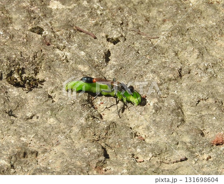 仮死状態にした青虫を巣に運ぶ「ジガバチ」 131698604