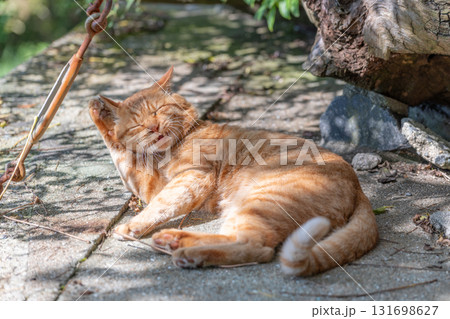 毛繕いする茶トラ猫 131698627