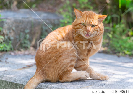 カメラに怒る茶トラ猫 131698631