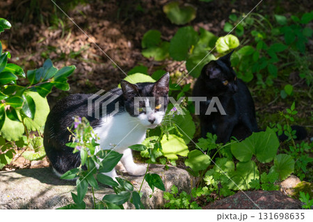カメラを睨む白黒子ねこと横向く黒い子ねこ 131698635