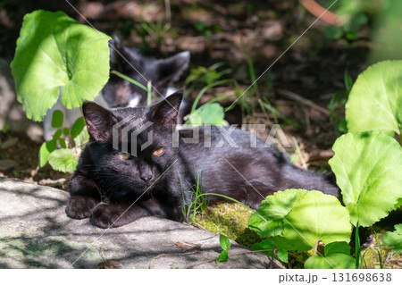 くつろぐ黒い子ねこ くつろぐ黒い子ねこ 131698638