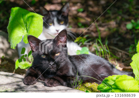 黒い子ねこと白黒子ねこ 黒い子ねこと白黒子ねこ 131698639