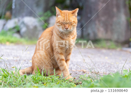 考える猫 考える猫 131698640