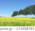 北海道美瑛　菜の花畑と青い空 131698783