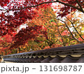 京都　真っ赤な紅葉 131698787