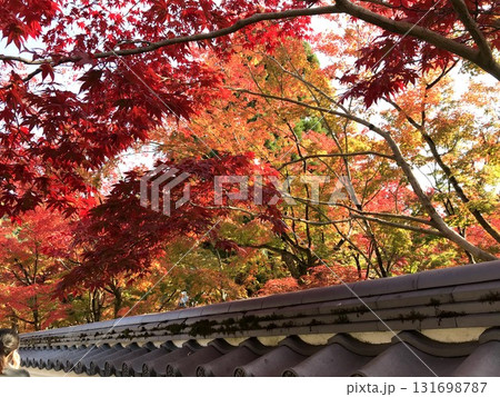 京都 真っ赤な紅葉 京都 真っ赤な紅葉 131698787