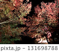 ライトアップされた紅葉 131698788