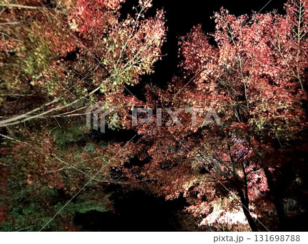 ライトアップされた紅葉 131698788