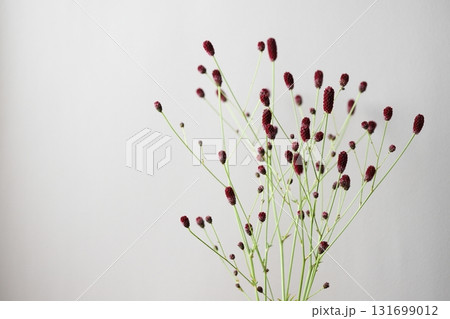 ワレモコウ 131699012