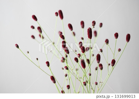 ワレモコウ 131699013