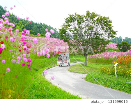 北海道の絶景 太陽の丘えんがる公園のコスモス畑 北海道の絶景 太陽の丘えんがる公園のコスモス畑 131699016