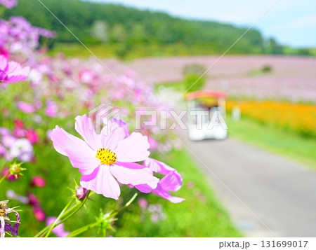 北海道の絶景 太陽の丘えんがる公園のコスモス畑 北海道の絶景 太陽の丘えんがる公園のコスモス畑 131699017