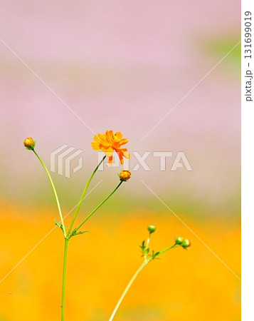 北海道の絶景 太陽の丘えんがる公園のコスモス畑 北海道の絶景 太陽の丘えんがる公園のコスモス畑 131699019