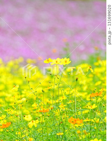 北海道の絶景 太陽の丘えんがる公園のコスモス畑 131699020