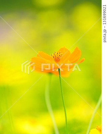 北海道の絶景 太陽の丘えんがる公園のコスモス畑 131699021