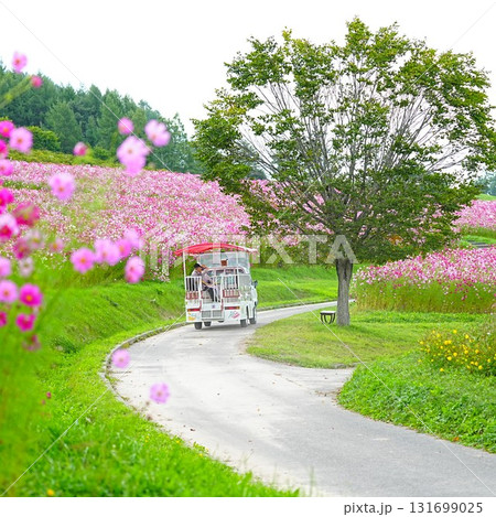 北海道の絶景 太陽の丘えんがる公園のコスモス畑 北海道の絶景 太陽の丘えんがる公園のコスモス畑 131699025