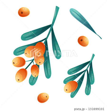 A set of berries and sea buckthorn twigs on a white background. Isolated vector illustration for the design of postcards, clothing, textiles, banners and posters. A set of berries and sea buckthorn twigs on a white background. Isolated vector illustration for the design of postcards, clothing, textiles, banners and posters. 131699101