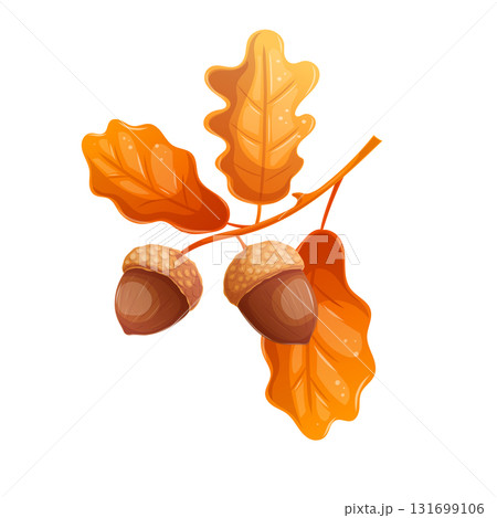 A twig of oak with acorns and leaves on a white background. The concept of autumn and nature. Isolated vector illustration for the design of postcards, textiles, banners and posters. 131699106