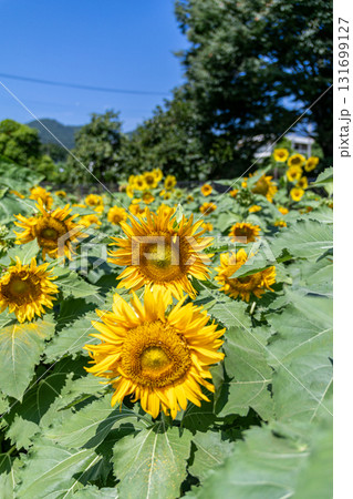 夏の花のある風景 夏の花のある風景 131699127