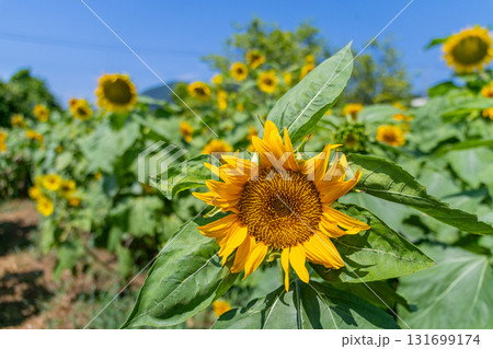 夏の花といえば黄色いヒマワリ 131699174
