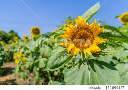 元気なひまわり 131699175