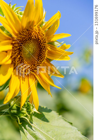 青空に向かって咲くひまわり 131699176
