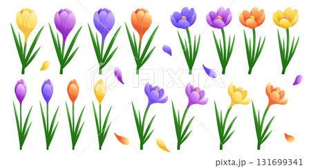 A set of crocuses of different colors on a white background., individual petals. Isolated vector illustration for the design of postcards, clothing, textiles, banners and posters. A set of crocuses of different colors on a white background., individual petals. Isolated vector illustration for the design of postcards, clothing, textiles, banners and posters. 131699341
