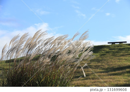 風に揺れるススキ 131699608
