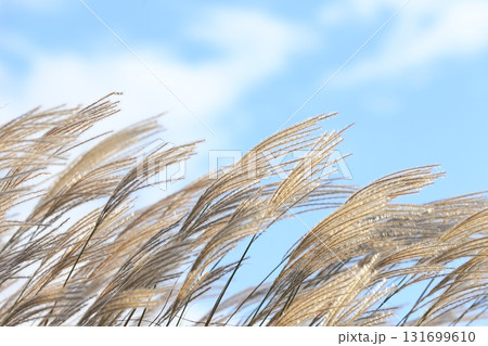 風に揺れるススキ 131699610