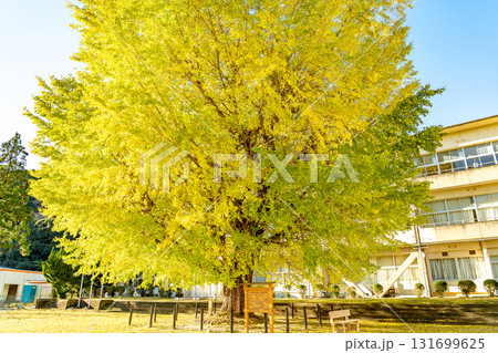 三重県南伊勢町 黄金色に輝く旧穂原小学校の大銀杏 三重県南伊勢町 黄金色に輝く旧穂原小学校の大銀杏 131699625