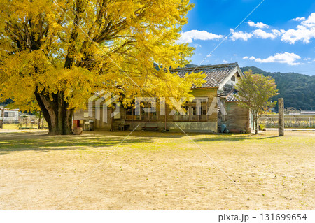 三重県南伊勢町　黄金色に輝く河内の大銀杏 131699654