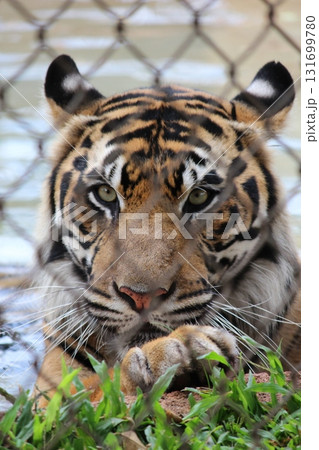 ホノルル動物園のトラ 131699780
