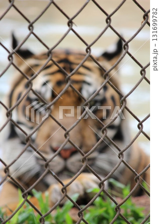 ホノルル動物園のトラ ホノルル動物園のトラ 131699782