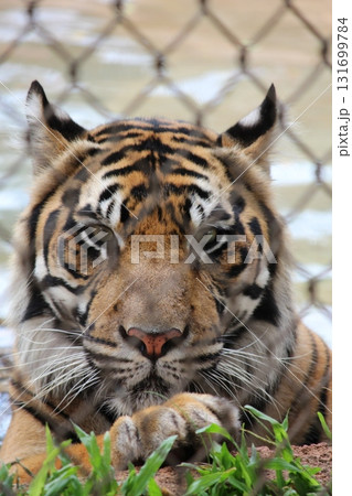 ホノルル動物園のトラ ホノルル動物園のトラ 131699784