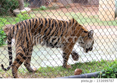ホノルル動物園のトラ 131699787