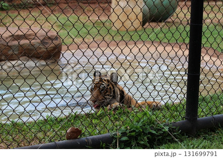 ホノルル動物園のトラ ホノルル動物園のトラ 131699791